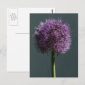 Allium Briefkaart (Voorkant / Achterkant)