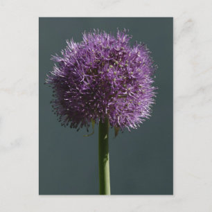 Allium Briefkaart