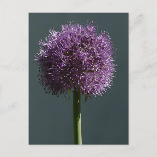 Allium Briefkaart (Voorkant)