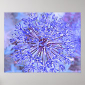 Allium Flower Blue Poster (Voorkant)