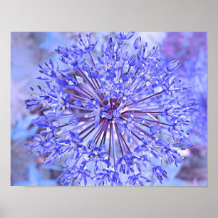 Allium Flower Blue Poster