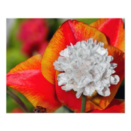 Allium flower foto afdruk (Voorkant)