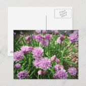 Allium Flowers Briefkaart (Voorkant / Achterkant)