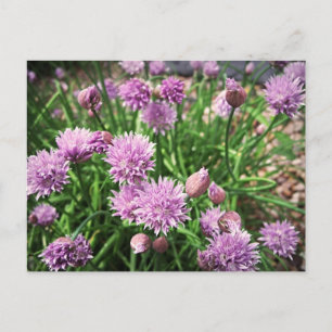 Allium Flowers Briefkaart