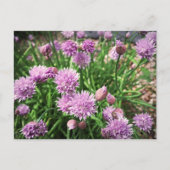 Allium Flowers Briefkaart (Voorkant)