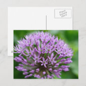 Allium giganteum briefkaart (Voorkant / Achterkant)