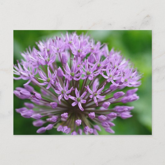 Allium giganteum briefkaart (Voorkant)