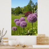 Allium Giganteums in het Poster van de tuin (Keuken)
