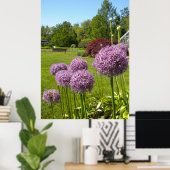 Allium Giganteums in het Poster van de tuin (Thuiskantoor)