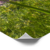 Allium Giganteums in het Poster van de tuin (Hoek)