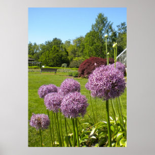Allium Giganteums in het Poster van de tuin