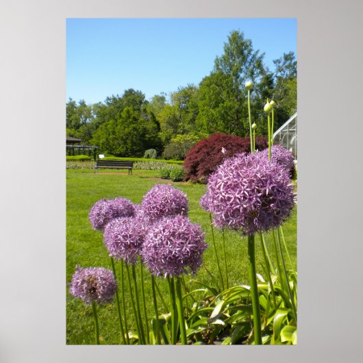 Allium Giganteums in het Poster van de tuin (Voorkant)