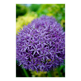 Allium Hollandicum Paarse zomerbloemen Perfect Poster
