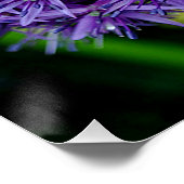 Allium Hollandicum Paarse zomerbloemen Perfect Poster (Hoek)
