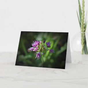 Allium, kaart