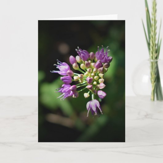 Allium, kaart (Voorkant)