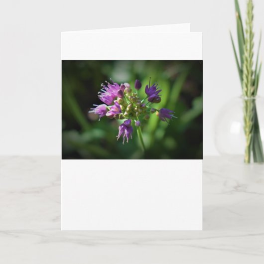 Allium, kaart (Voorkant)