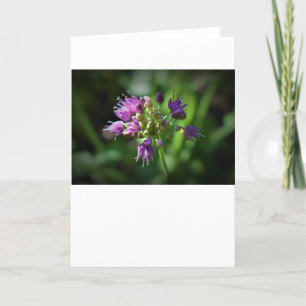 Allium, kaart