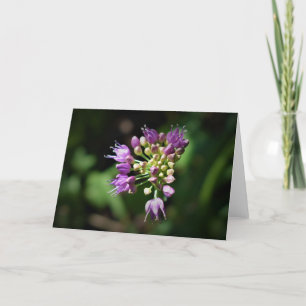 Allium, kaart
