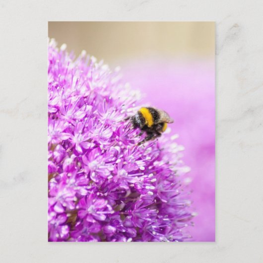 Allium met bijen briefkaart (Voorkant)