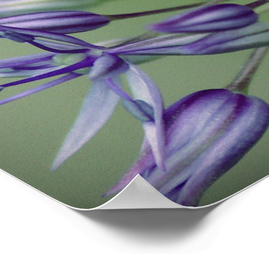 Allium Poster (Hoek)