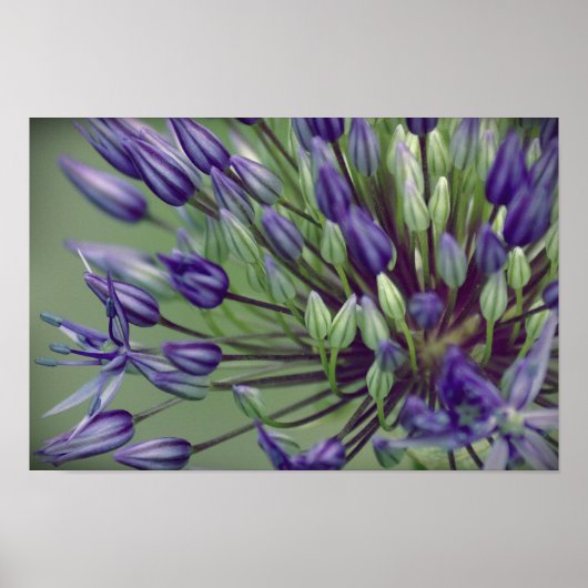 Allium Poster (Voorkant)