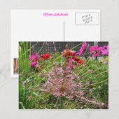 Allium Schubertii Briefkaart (Voorkant / Achterkant)