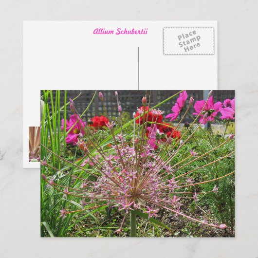 Allium Schubertii Briefkaart (Voorkant / Achterkant)