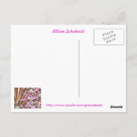 Allium Schubertii Briefkaart (Achterkant)