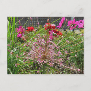 Allium Schubertii Briefkaart