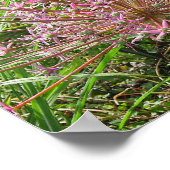 Allium Schubertii Print (Hoek)