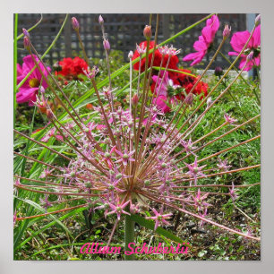 Allium Schubertii Print