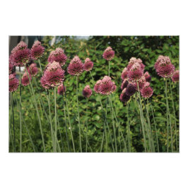 Allium van 19 x 13 inch foto afdruk