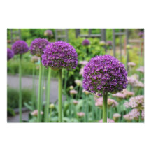 Allium van 19 x 13 inch