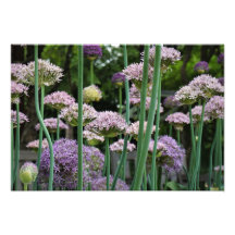 Allium van 19 x 13 inch