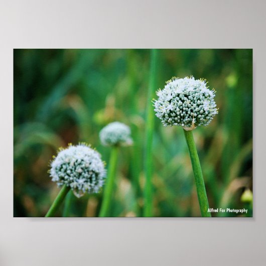 Allium, Wilde Ui Bloesem Poster (Voorkant)