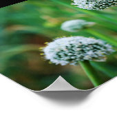 Allium, Wilde Ui Bloesem Poster (Hoek)
