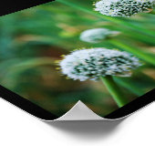 Allium, Wilde Ui Bloesem Poster (Hoek)