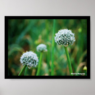 Allium, Wilde Ui Bloesem Poster