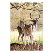 allow Deer of the English Estate Foto Afdruk (Voorkant)