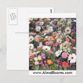 Alma Blooms 1 Briefkaart (Voorkant / Achterkant)