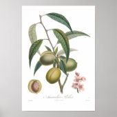 Almond, Amandier-pecher Poster (Voorkant)
