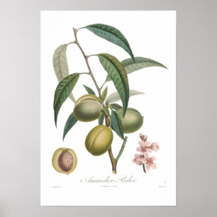 Almond, Amandier-pecher Poster