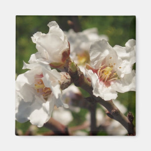 Almond Blosom Magnet