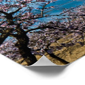 Almond Blossom 3 Poster (Hoek)