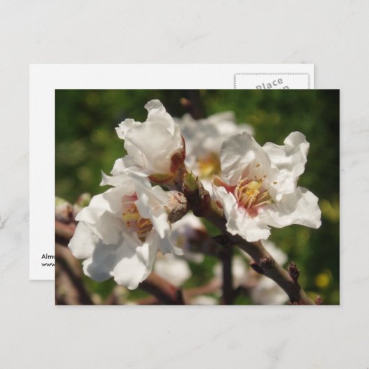 Almond Blossom Briefkaart (Voorkant / Achterkant)