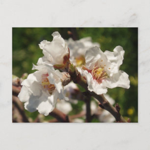 Almond Blossom Briefkaart