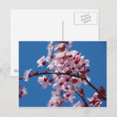 Almond Blossom Briefkaart (Voorkant / Achterkant)