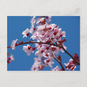 Almond Blossom Briefkaart