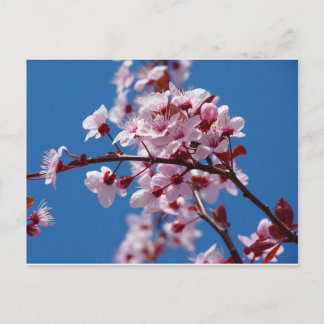 Almond Blossom Briefkaart